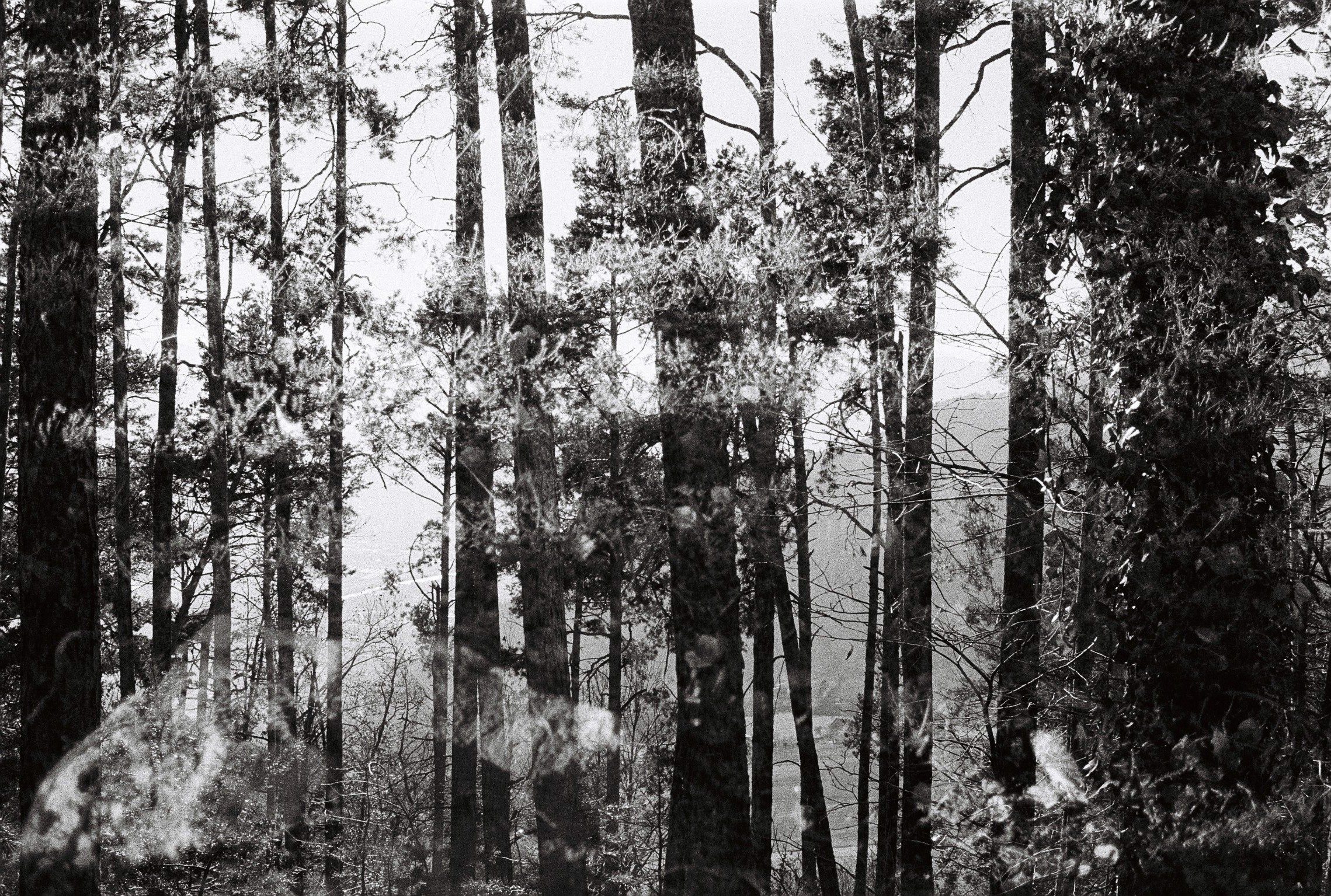 forest double exposure black and white artistic photography
